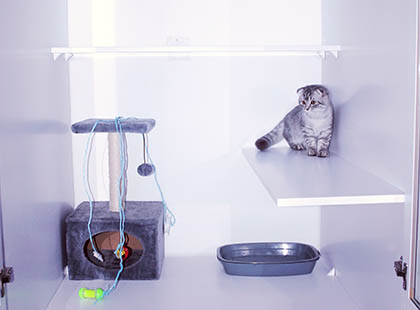 catshotel standart02